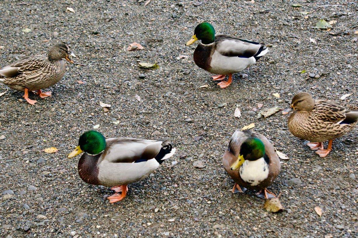 Several ducks, drakes and hens, standing on gravel