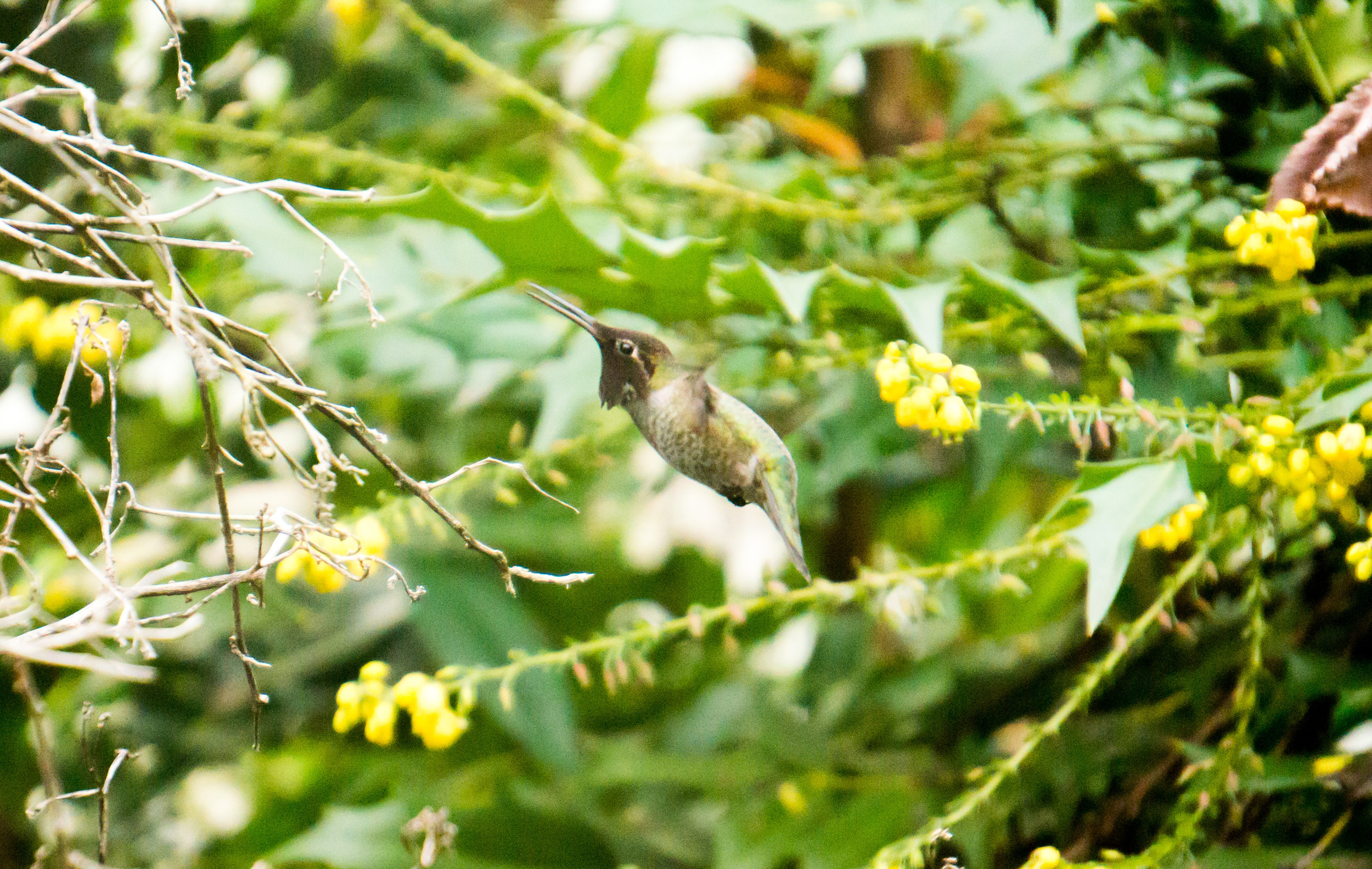 A hummingbird in our backyard; a fitting image for how fast 2015 went and how hard I remember working.